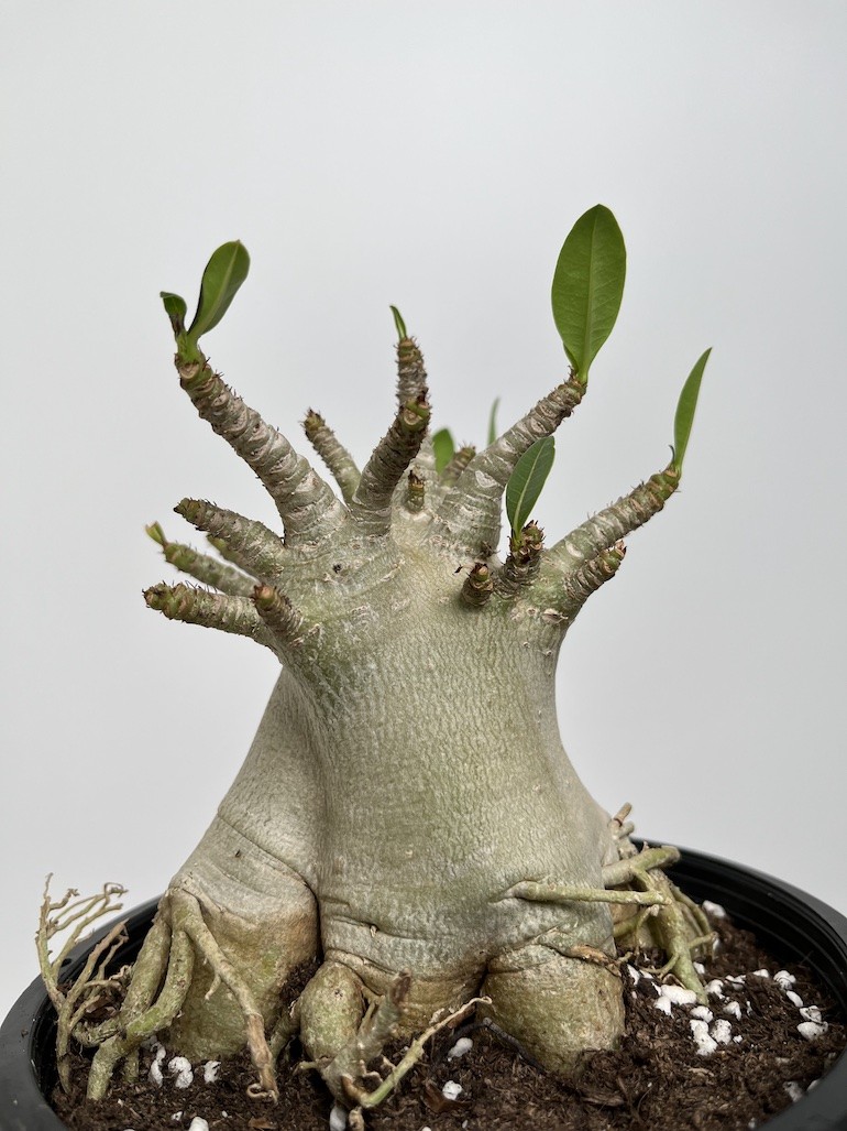Adenium Ansu Baobab