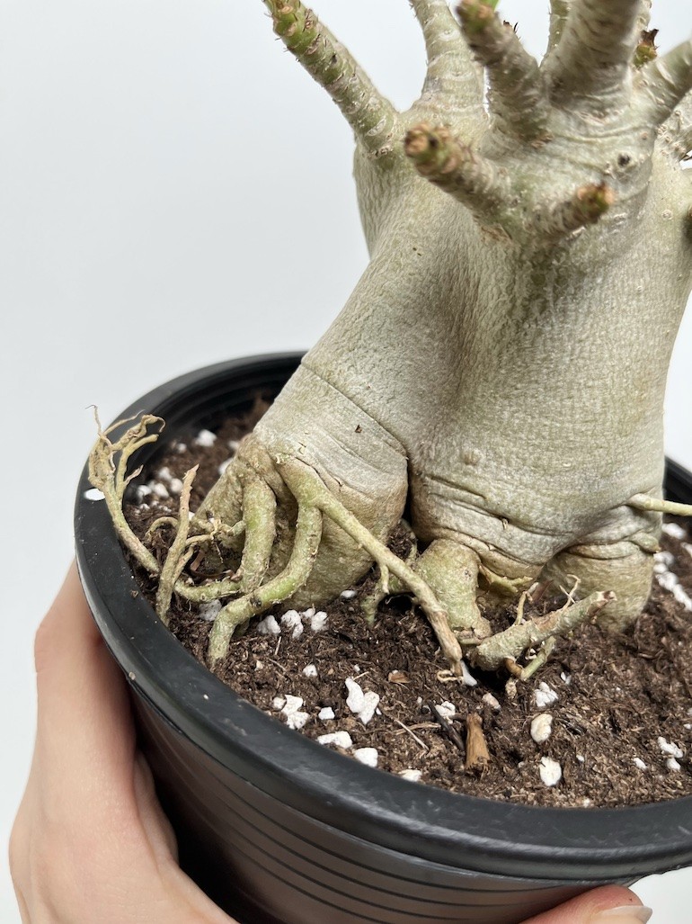 Adenium Ansu Baobab