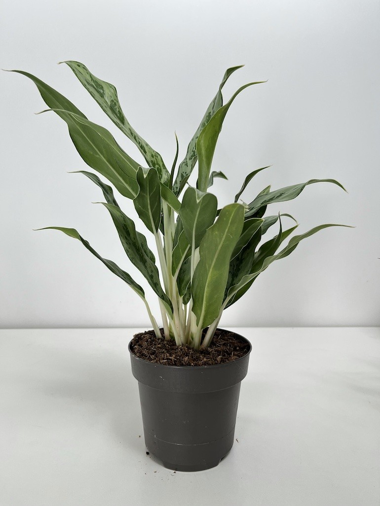 Aglaonema Greyhound