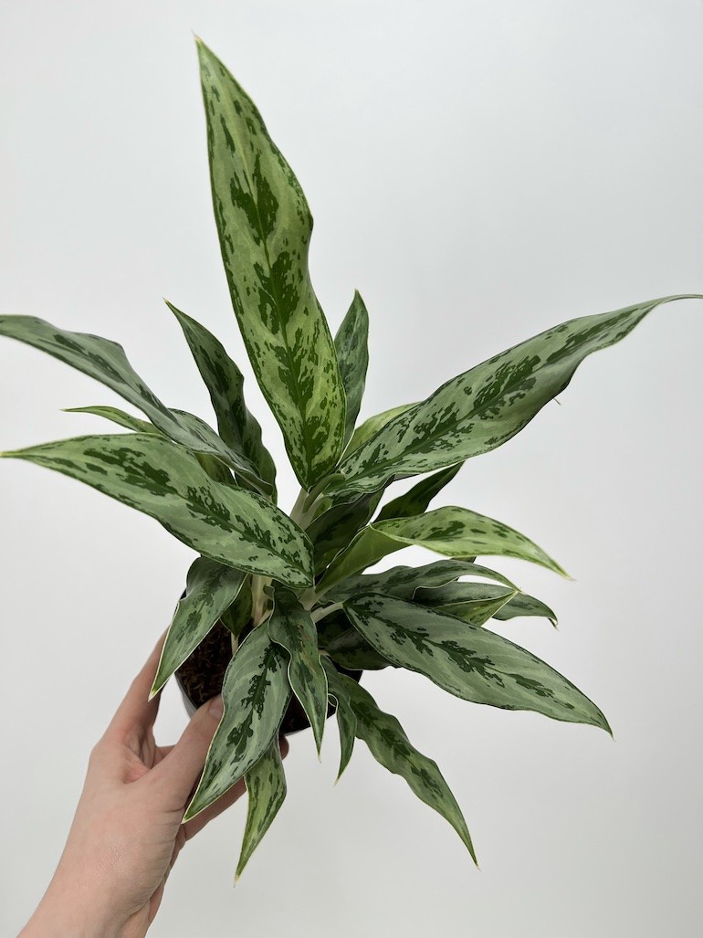 Aglaonema Greyhound