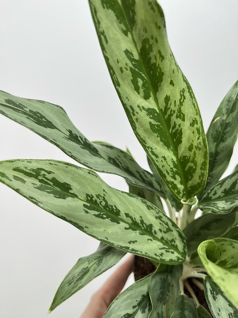 Aglaonema Greyhound