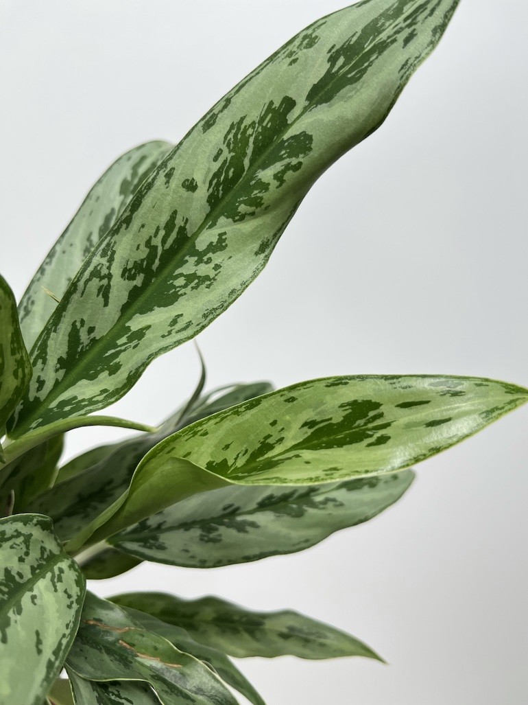 Aglaonema Greyhound