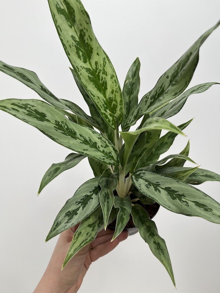 Aglaonema Greyhound