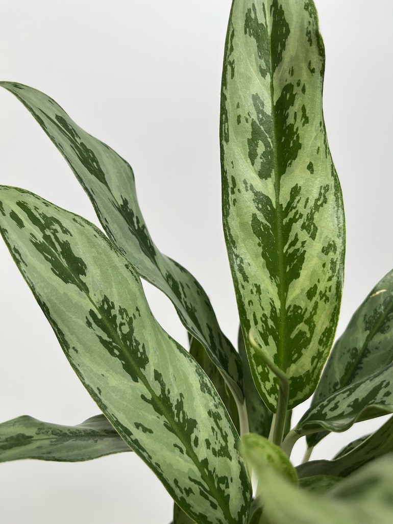 Aglaonema Greyhound