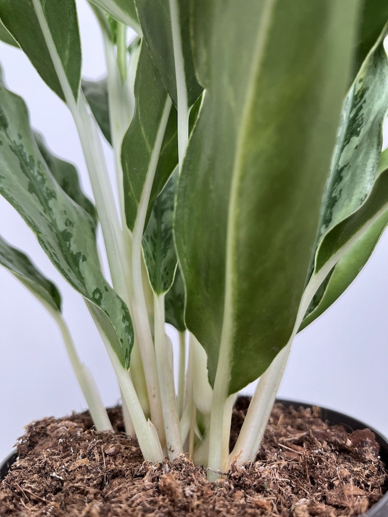 Aglaonema Greyhound