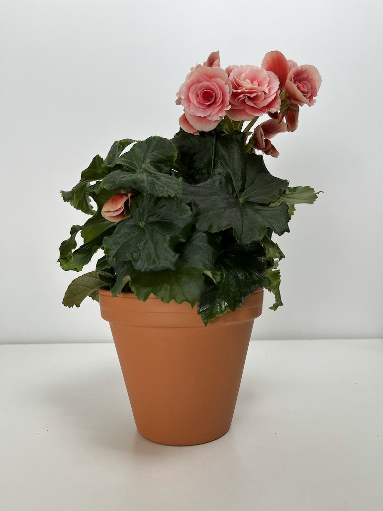 Begonia el Borias| Zimowa
