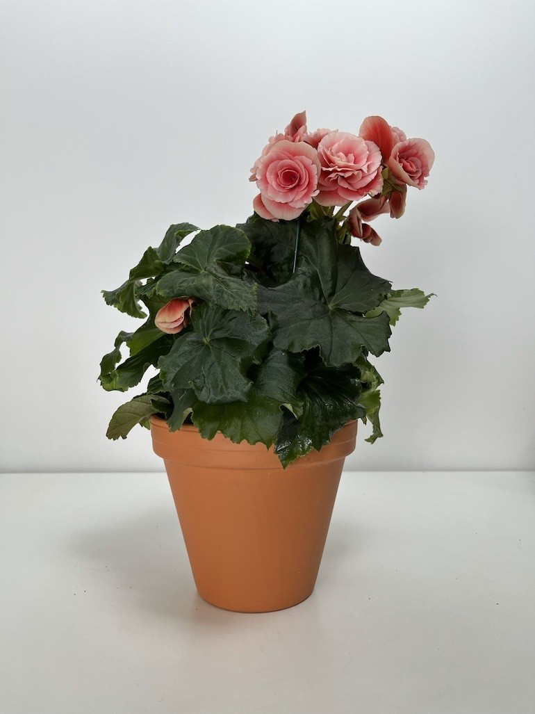 Begonia el Borias| Zimowa