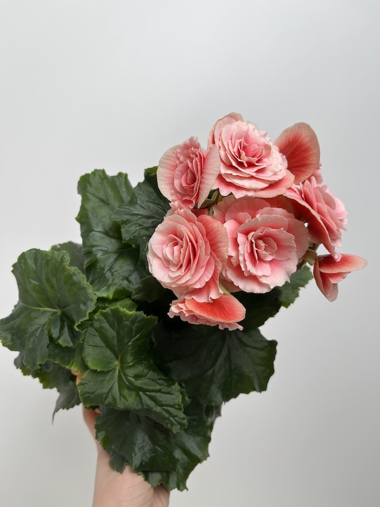 Begonia el Borias| Zimowa