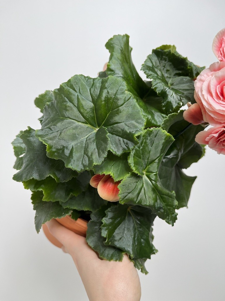 Begonia el Borias| Zimowa