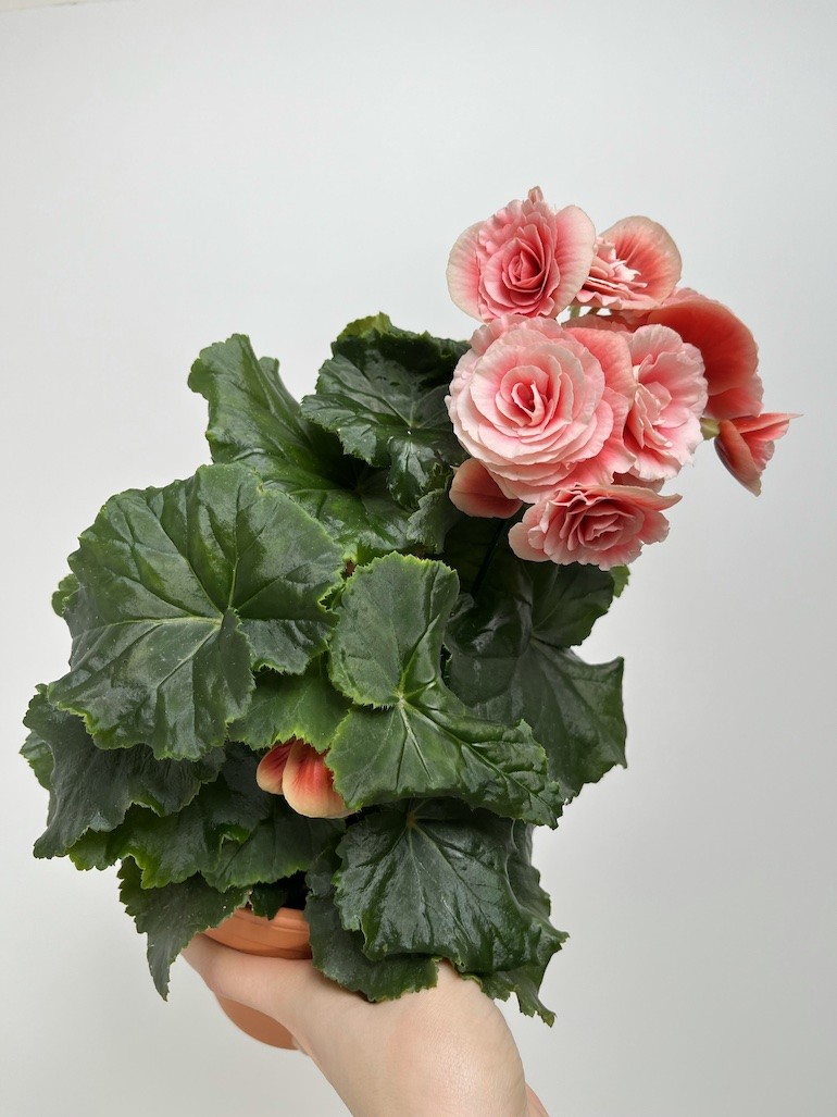 Begonia el Borias| Zimowa