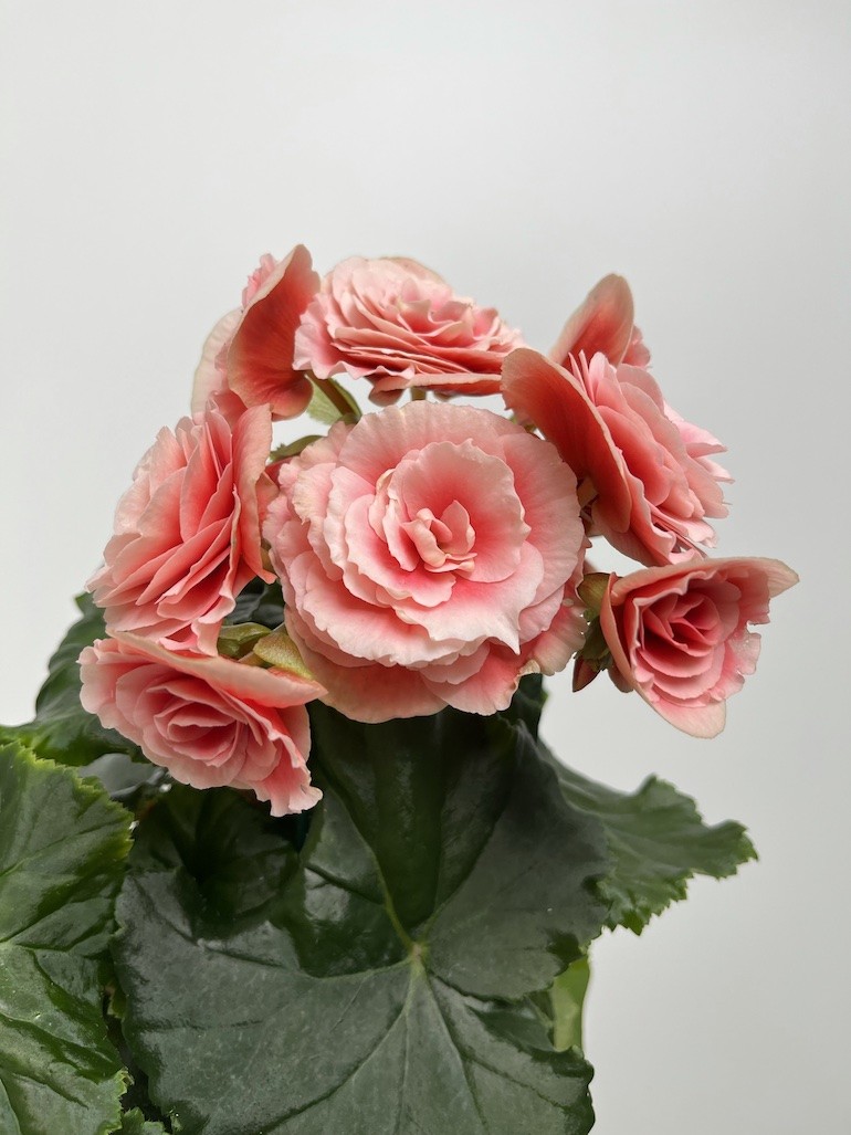 Begonia el Borias| Zimowa