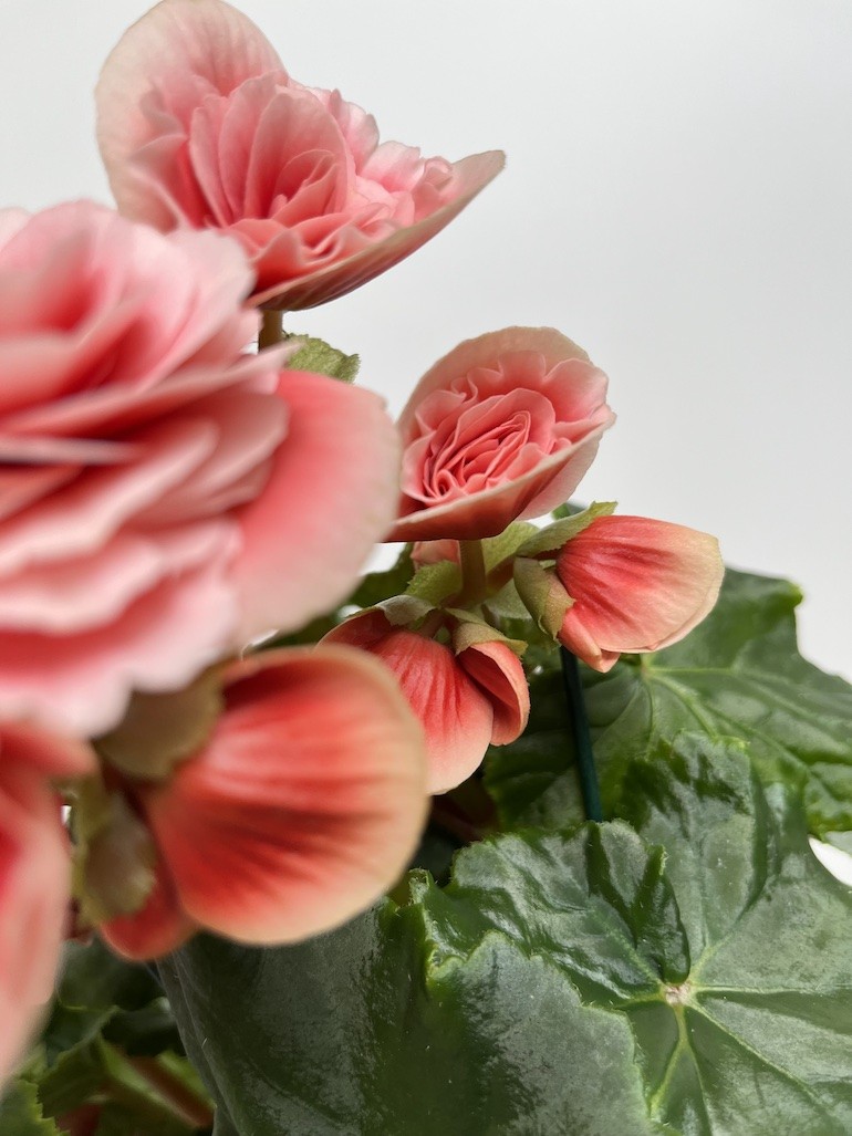 Begonia el Borias| Zimowa