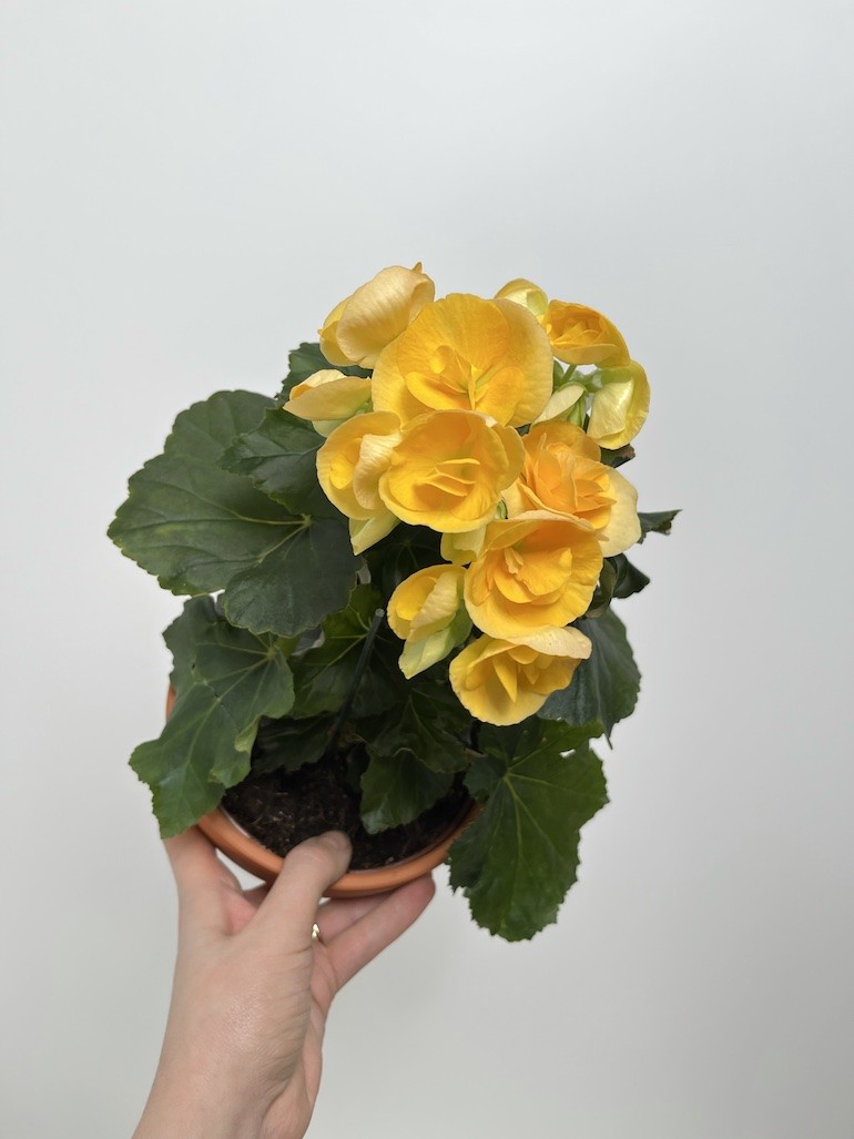 Begonia el Nadine