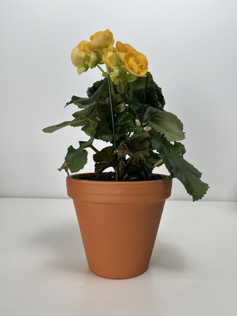 Begonia el Nadine