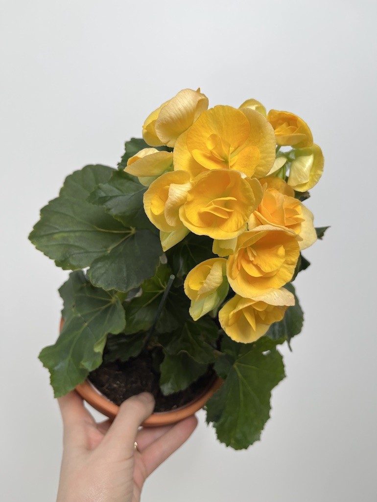 Begonia el Nadine