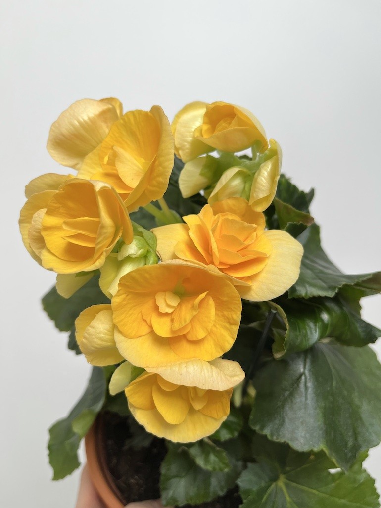 Begonia el Nadine