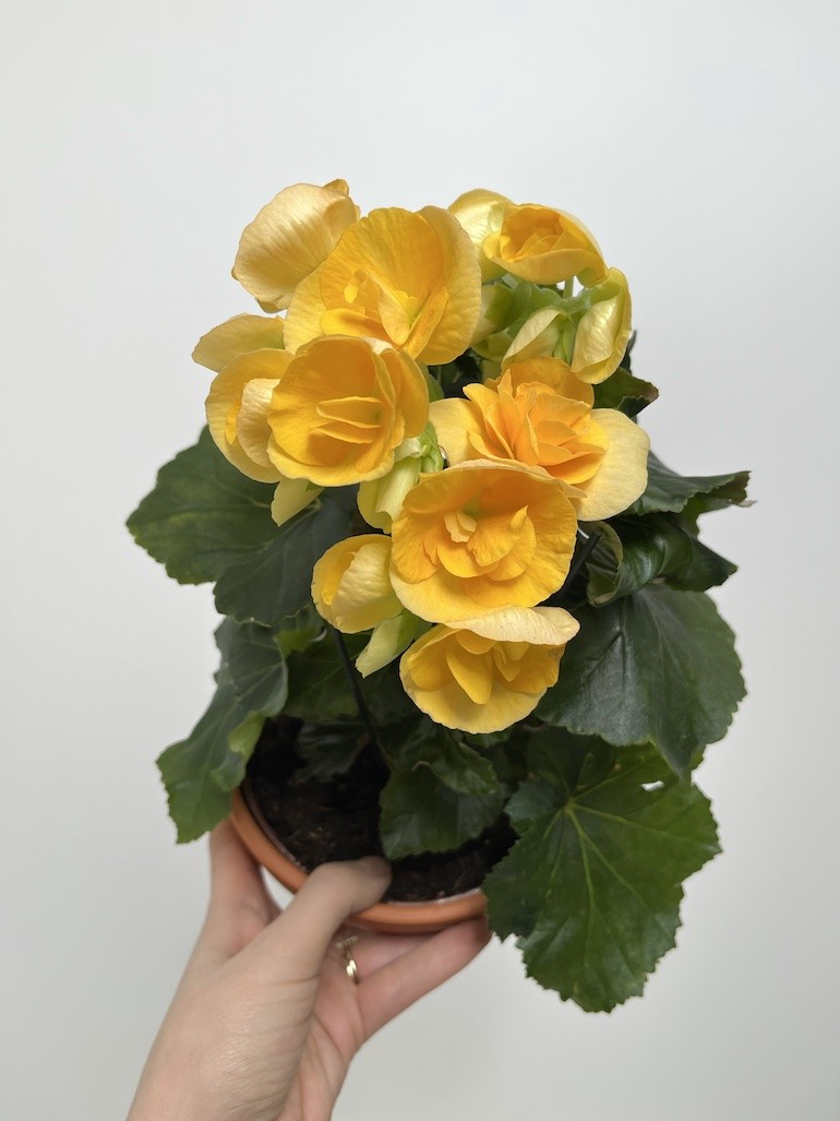 Begonia el Nadine