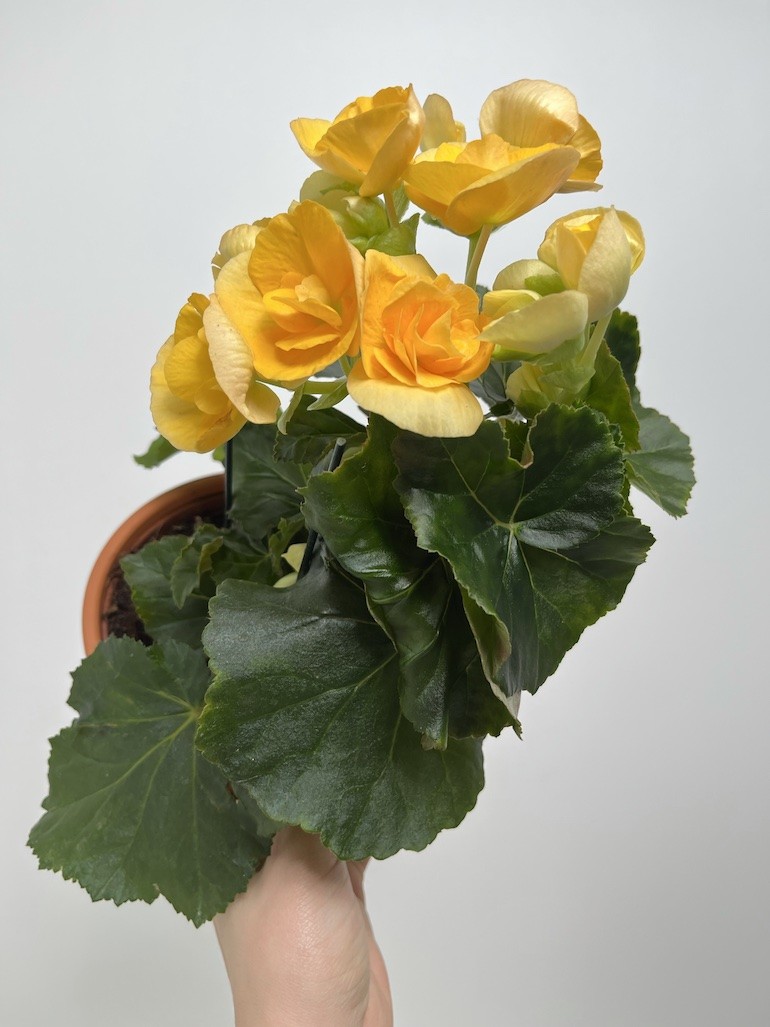 Begonia el Nadine