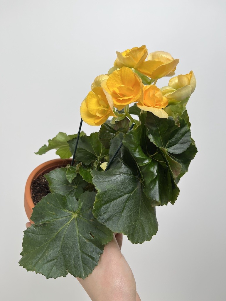 Begonia el Nadine