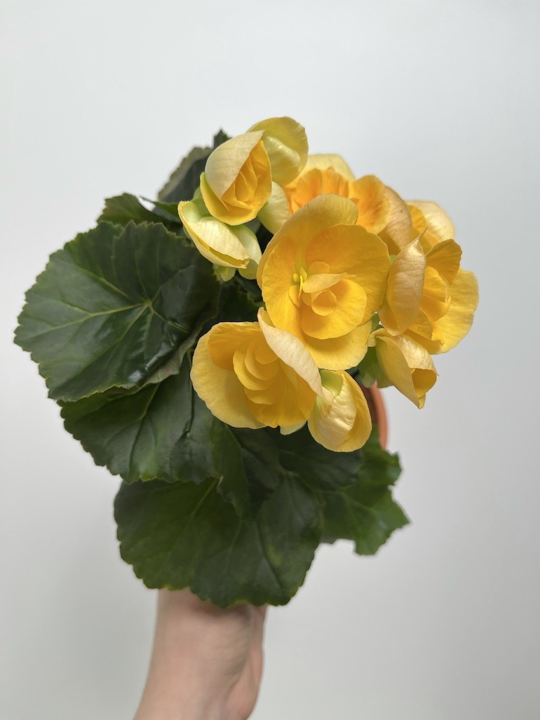 Begonia el Nadine