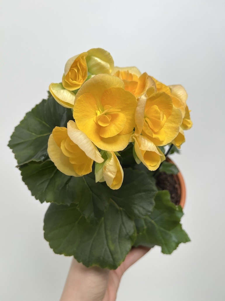 Begonia el Nadine