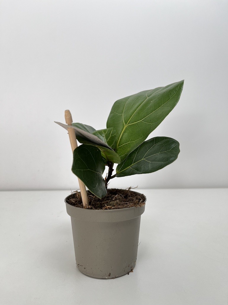 Ficus lyrata Bambino|Ficus dębolistny