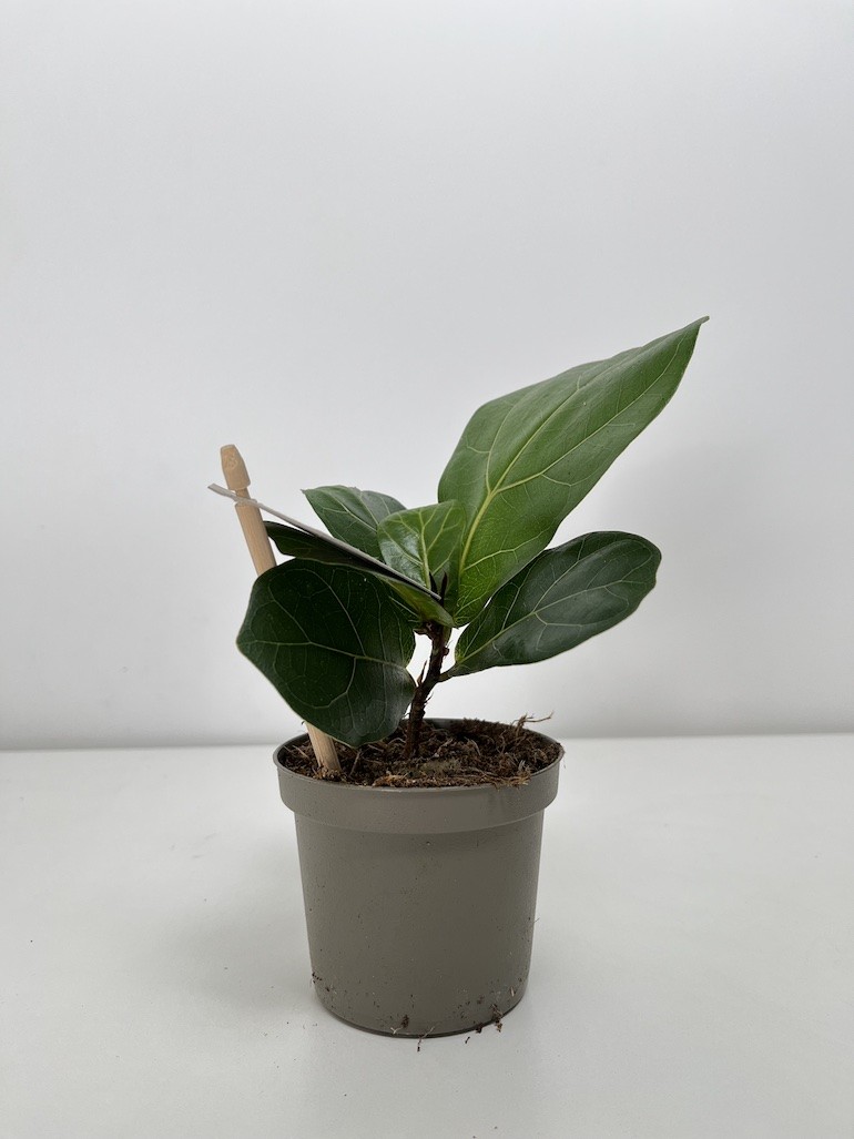 Ficus lyrata Bambino|Ficus dębolistny