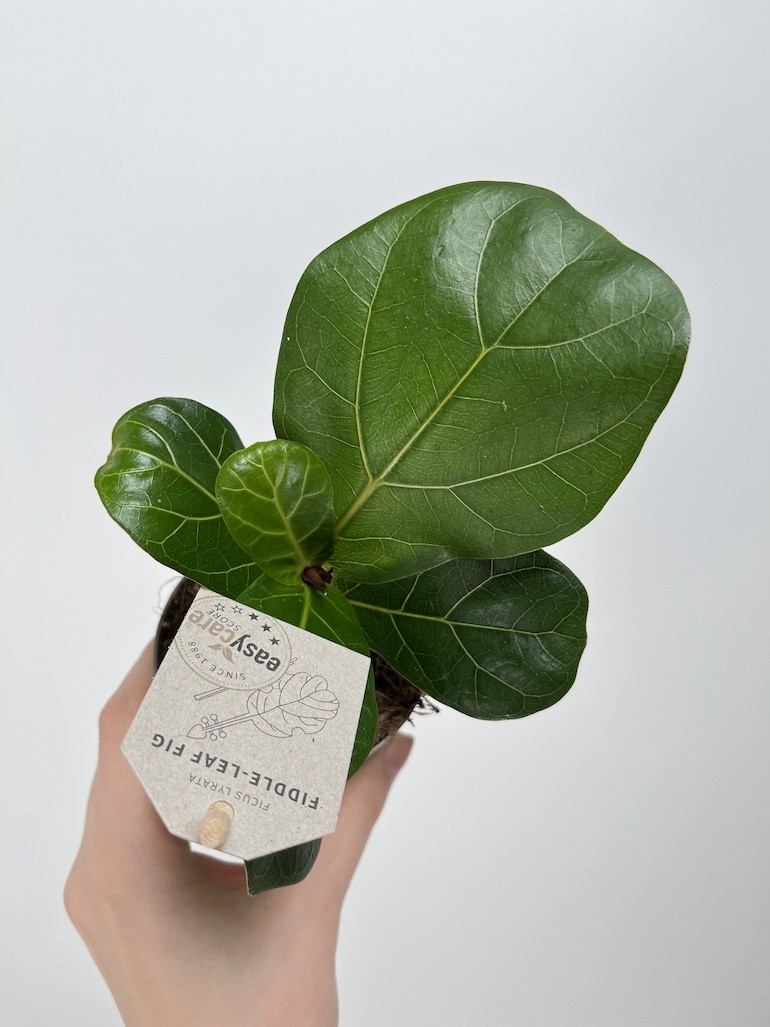 Ficus lyrata Bambino|Ficus dębolistny