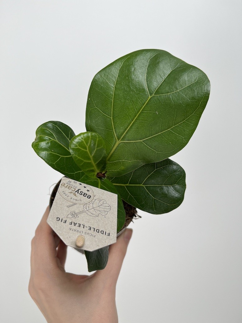 Ficus lyrata Bambino|Ficus dębolistny