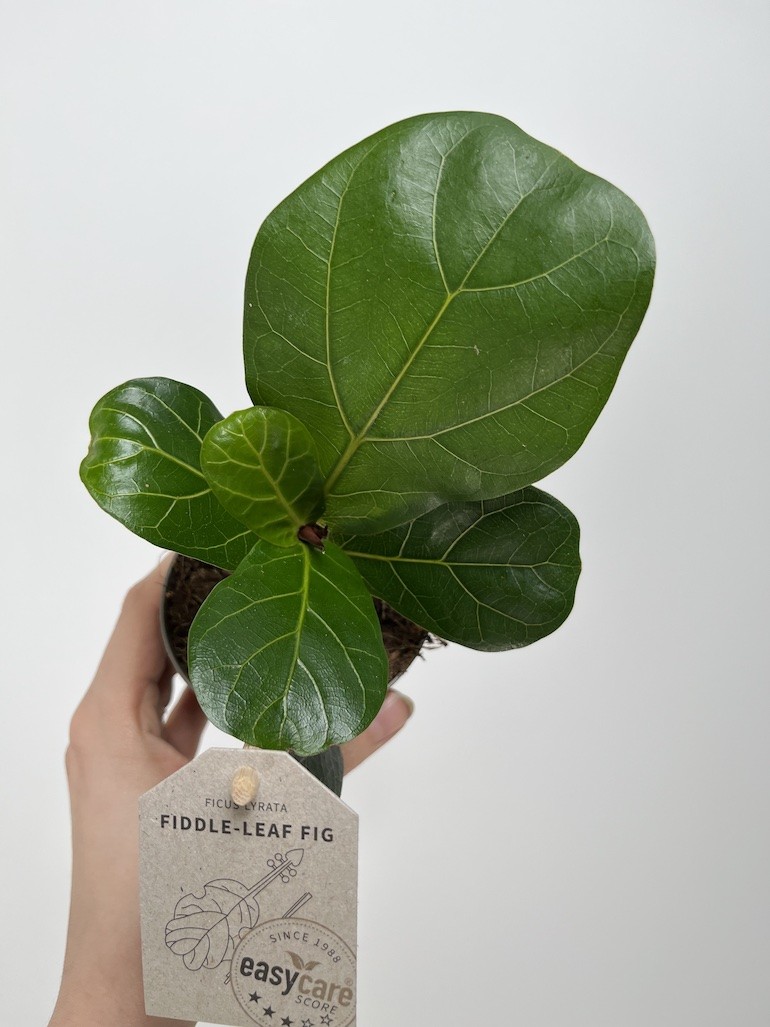 Ficus lyrata Bambino|Ficus dębolistny