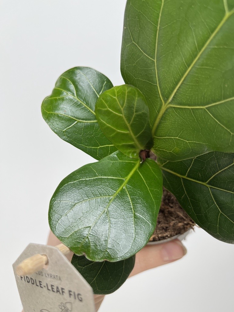 Ficus lyrata Bambino|Ficus dębolistny