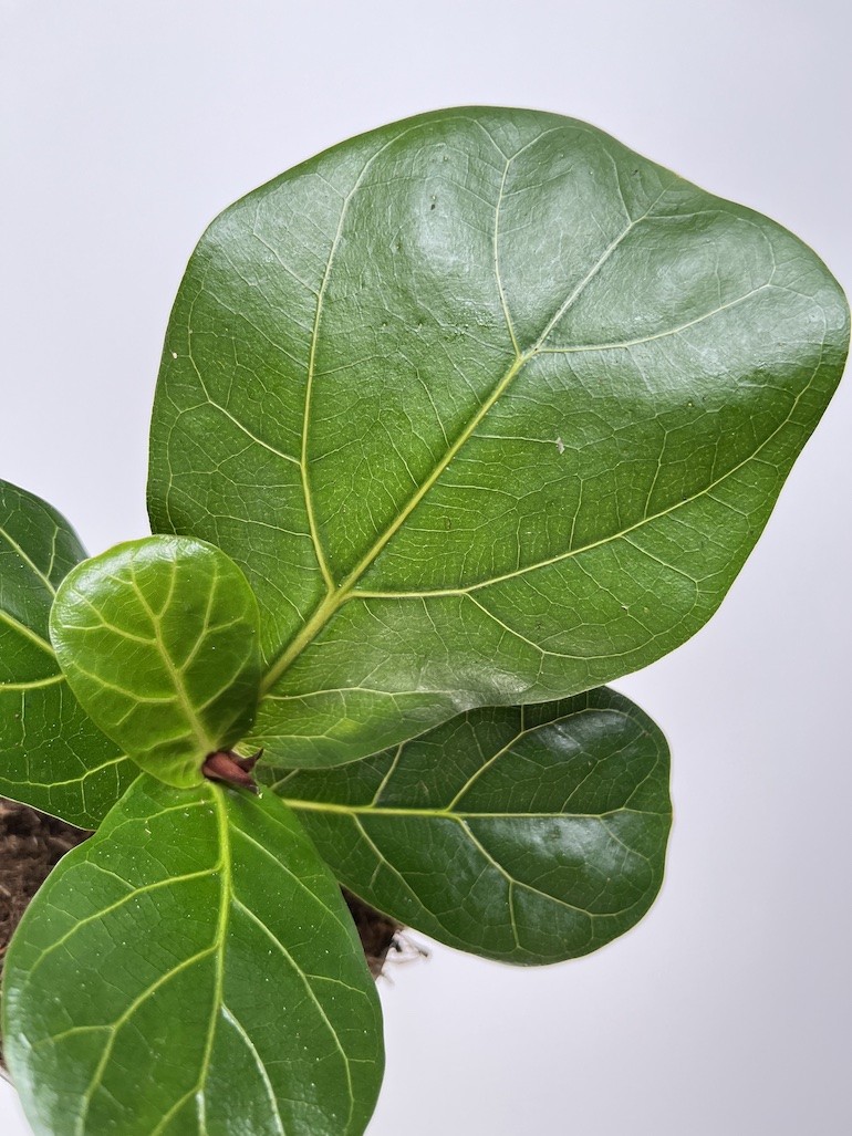 Ficus lyrata Bambino|Ficus dębolistny
