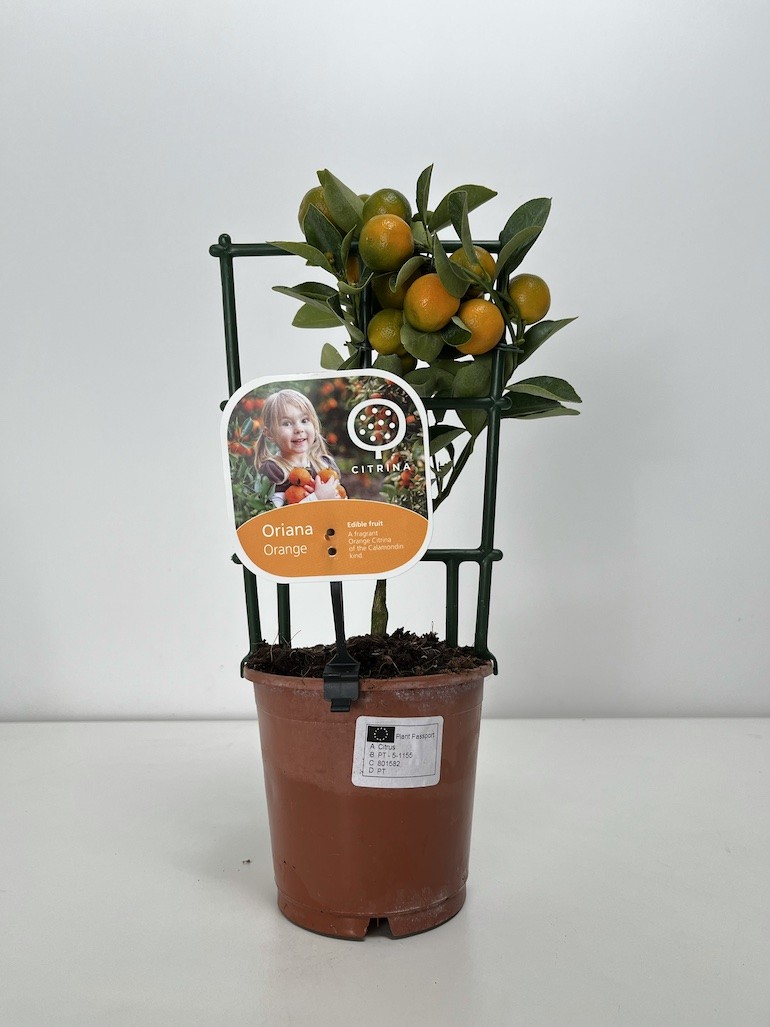 Citrofortunella micr.| Drzewko cytrusowe