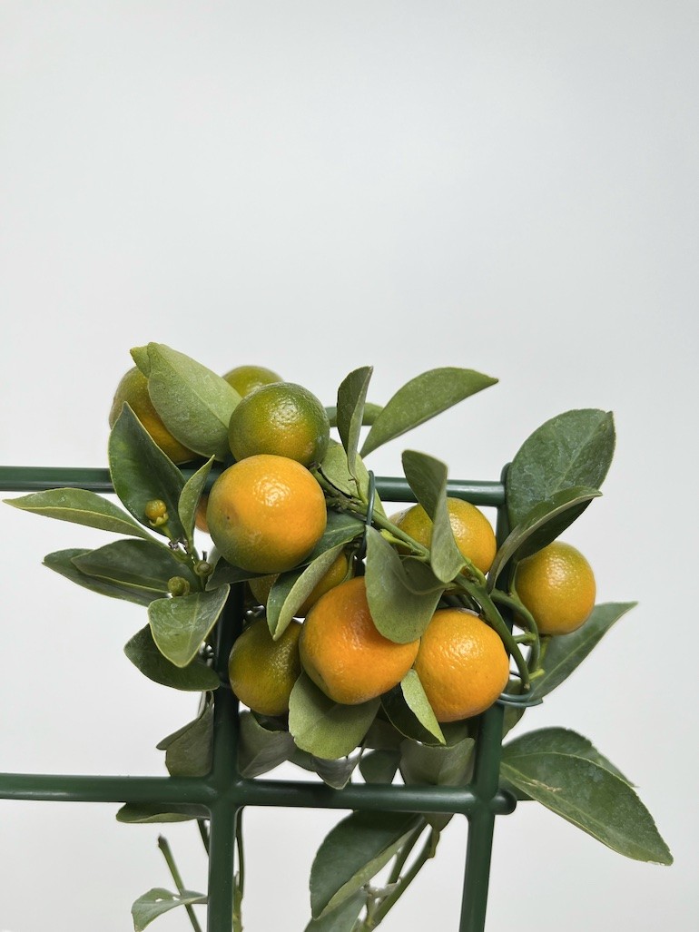 Citrofortunella micr.| Drzewko cytrusowe