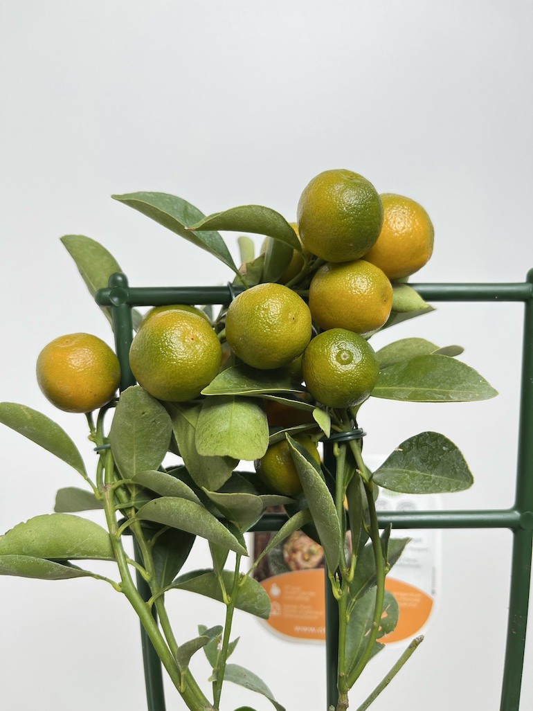 Citrofortunella micr.| Drzewko cytrusowe