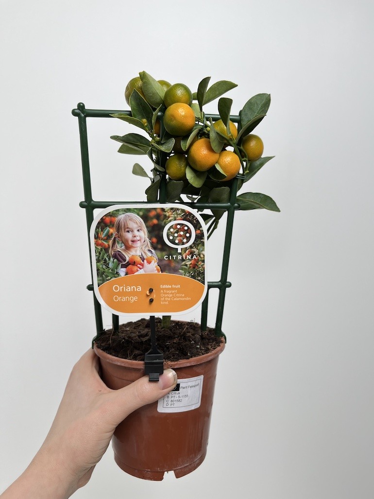 Citrofortunella micr.| Drzewko cytrusowe