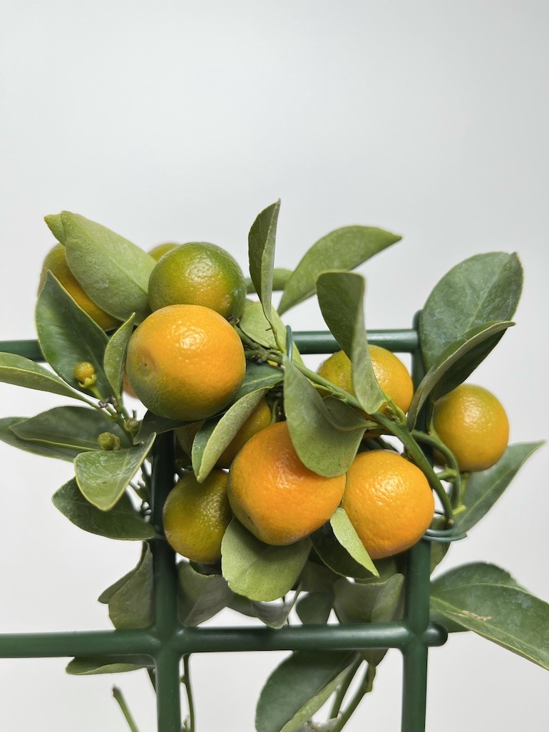 Citrofortunella micr.| Drzewko cytrusowe