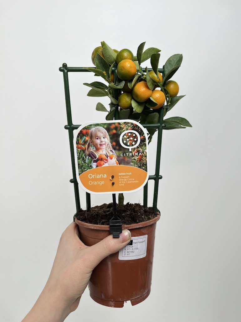 Citrofortunella micr.| Drzewko cytrusowe