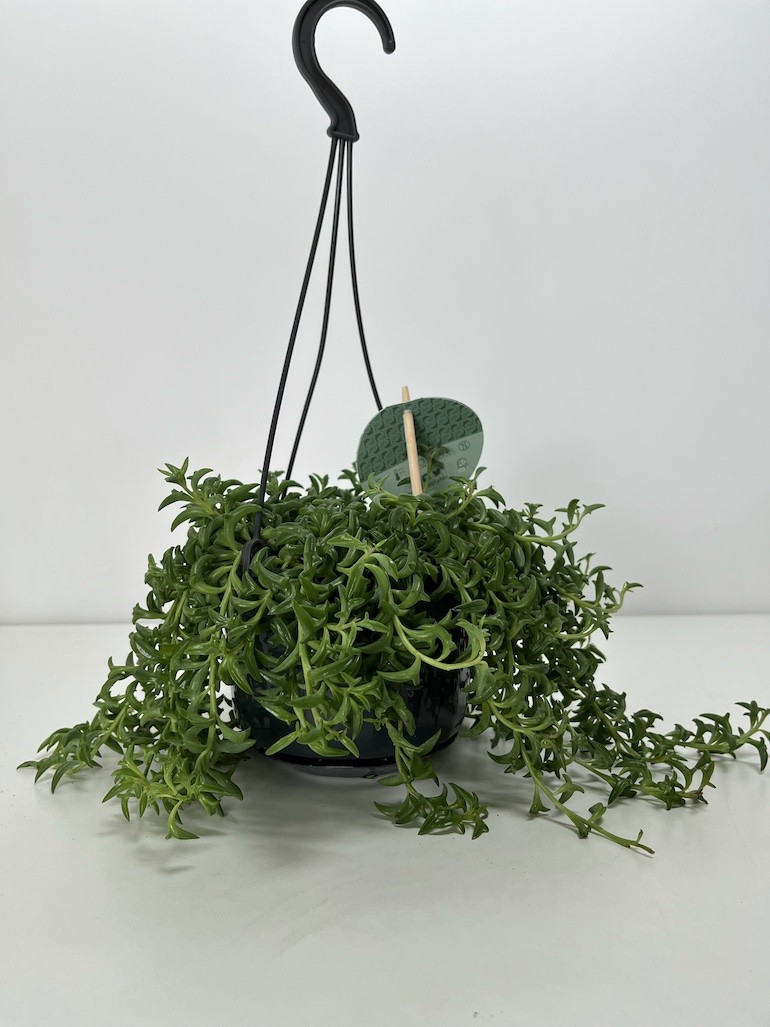 Senecio Peregrinus