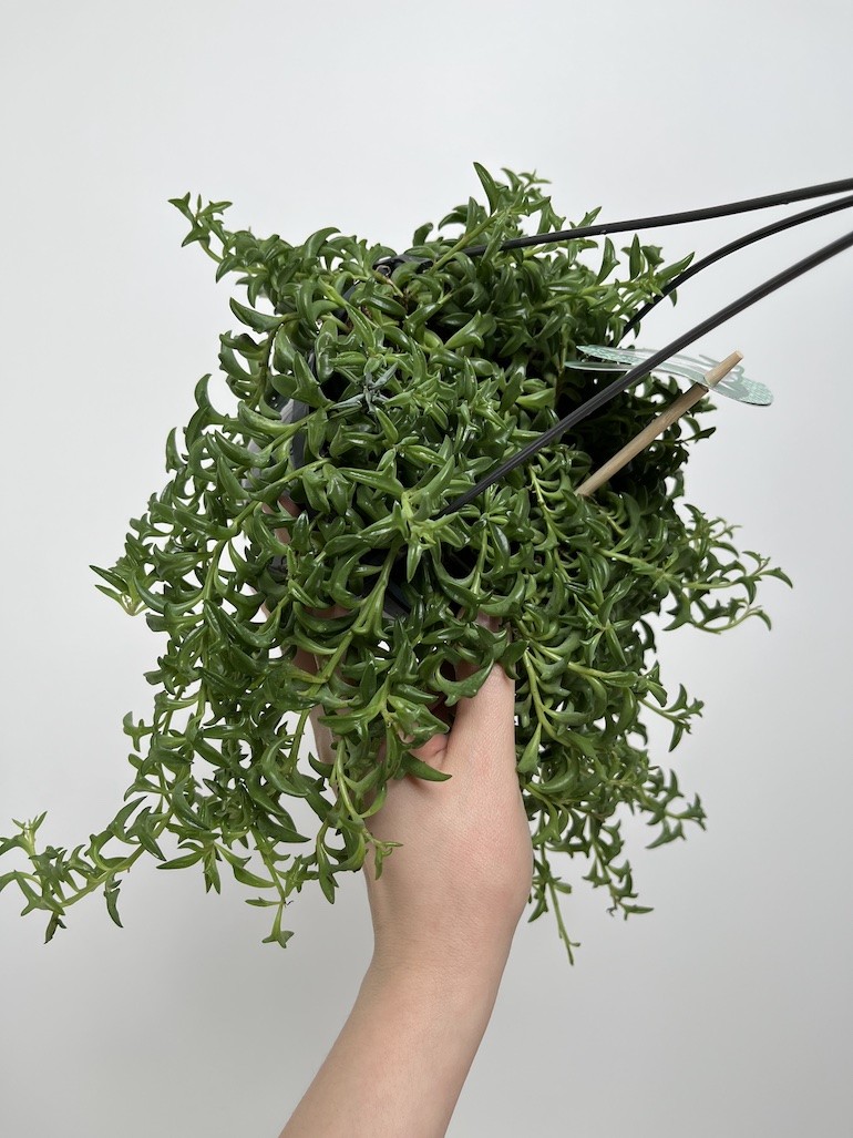 Senecio Peregrinus