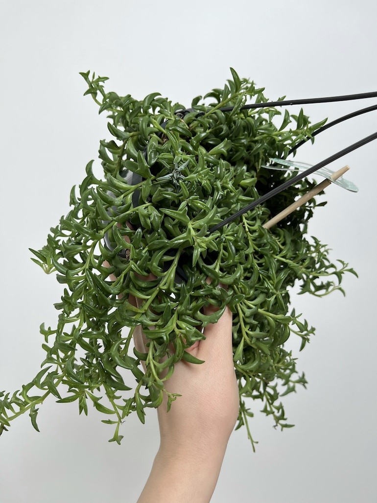 Senecio Peregrinus