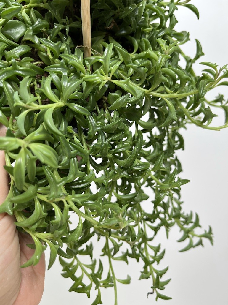Senecio Peregrinus