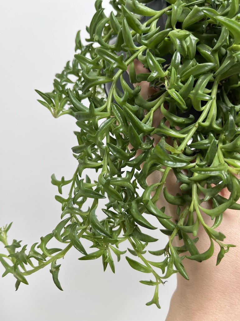 Senecio Peregrinus