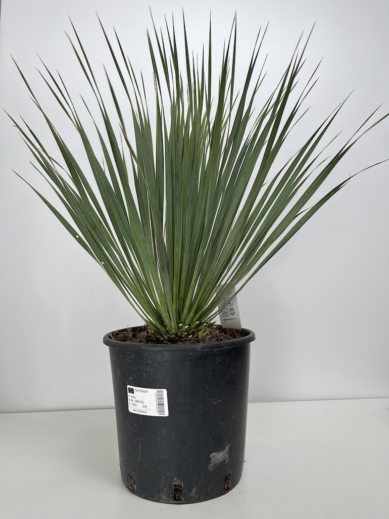 Yucca rostrata