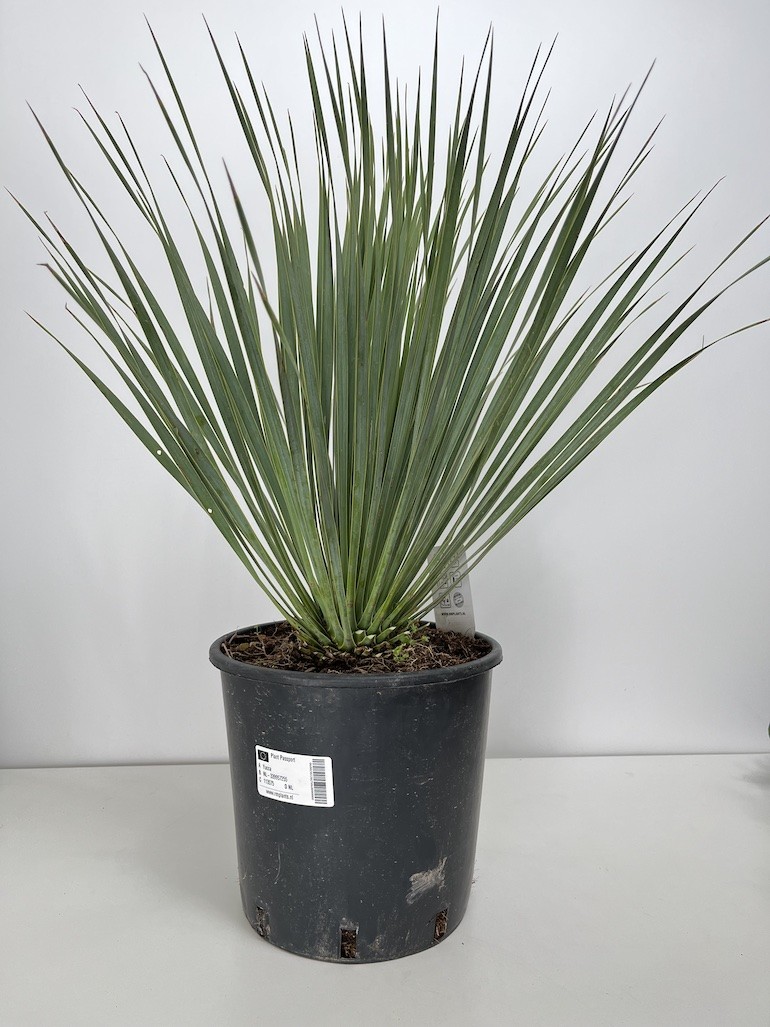 Yucca rostrata