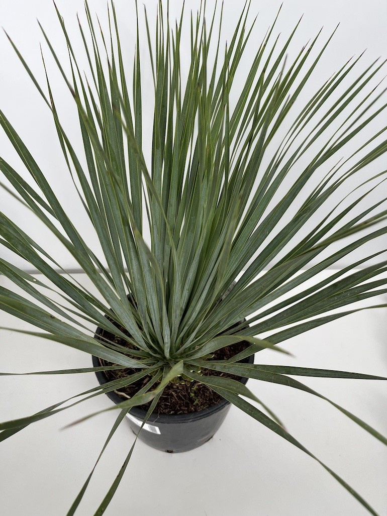 Yucca rostrata
