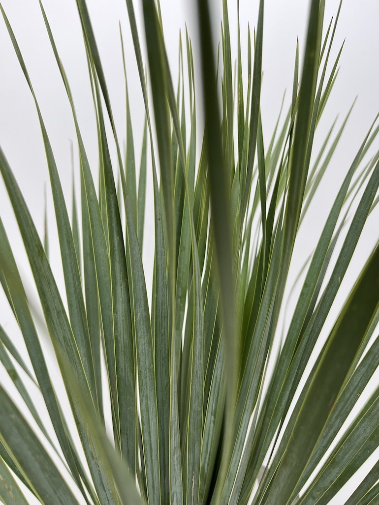 Yucca rostrata
