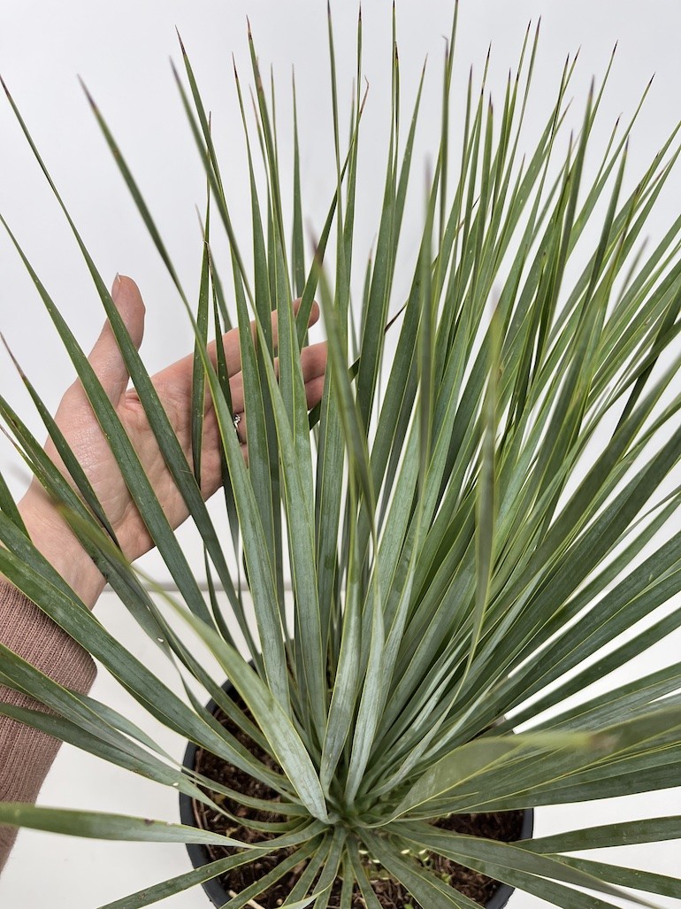 Yucca rostrata