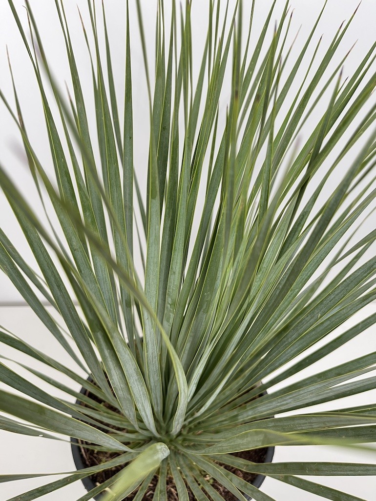 Yucca rostrata