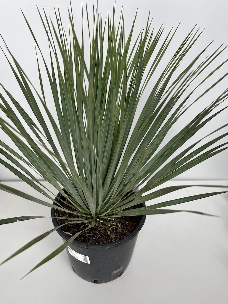 Yucca rostrata